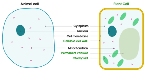 Comparing plant and animal cells — lesson. Science CBSE, Class 8.