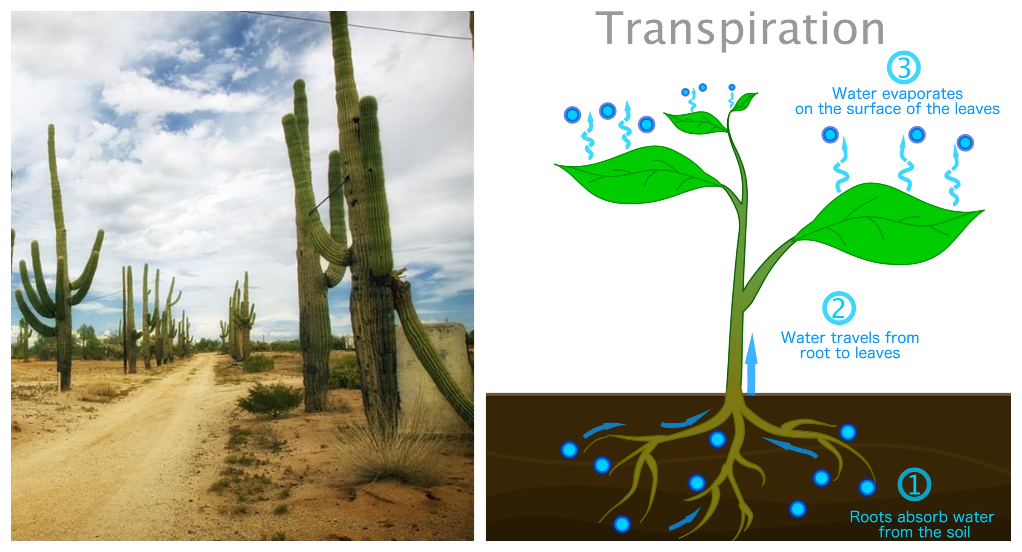 Photosynthesis in plants — lesson. Science CBSE, Class 7.