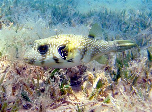 White-spotted_puffer.jpg