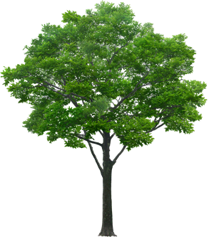 tree-5373563_1920.png