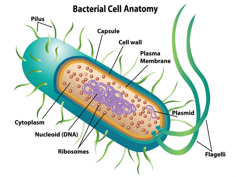 Structure of bacteria — lesson. Science State Board, Class 9.