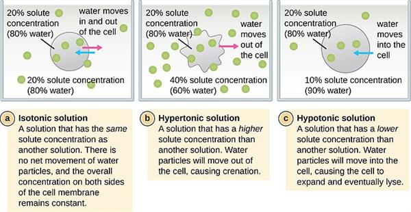 OSC_Microbio_03_03_Tonicity.jpg