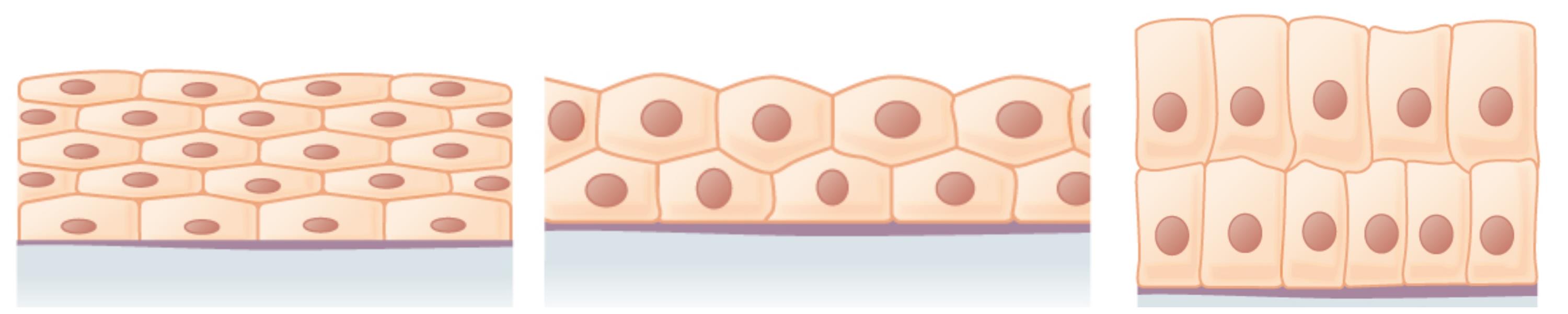 Simple and compound epithelium — lesson. Science State Board, Class 9.