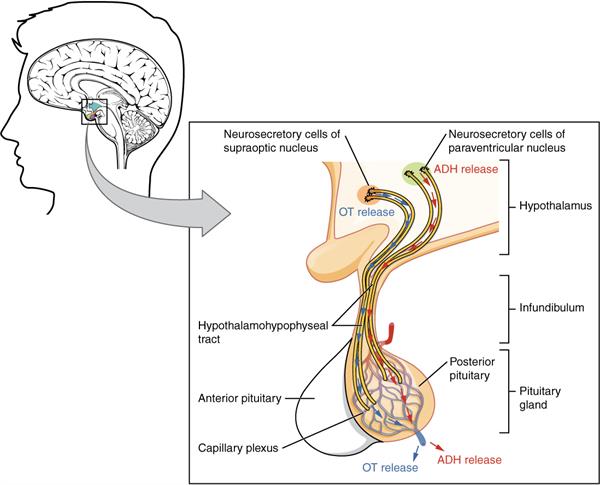 1807_The_Posterior_Pituitary_Complex (1).jpg