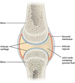 907_Synovial_Joints.jpg
