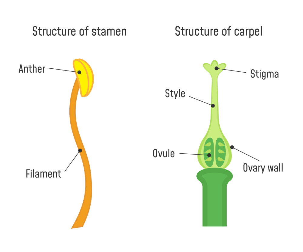 sexual-reproduction-in-flowers-lesson-science-cbse-class-7