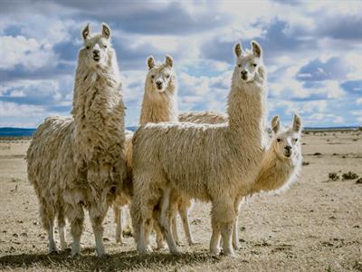 Llamas - South America - Yaclass.jpg