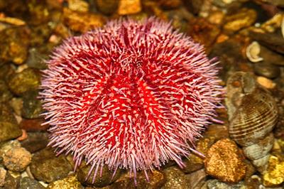 sea-urchin.jpg
