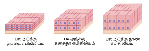 YCIND03062022_3830_Organisation_of_tissues_TM_9th_9_1.png