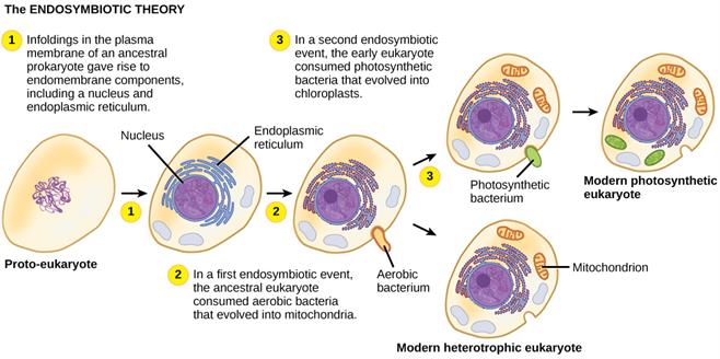 Endosymbiotic_theory.jpg