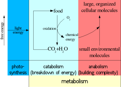 Biochemistry_metabolism_1.png