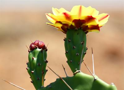 Cactus_(Opuntia_phaeacantha)_flower.jpg