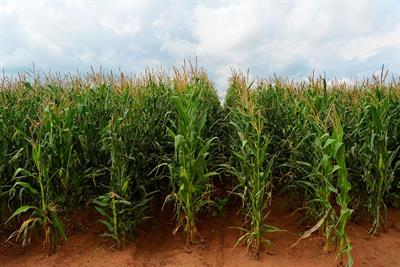 maize-corn-field-zea-mays-mpumalanga-south-africa.jpg