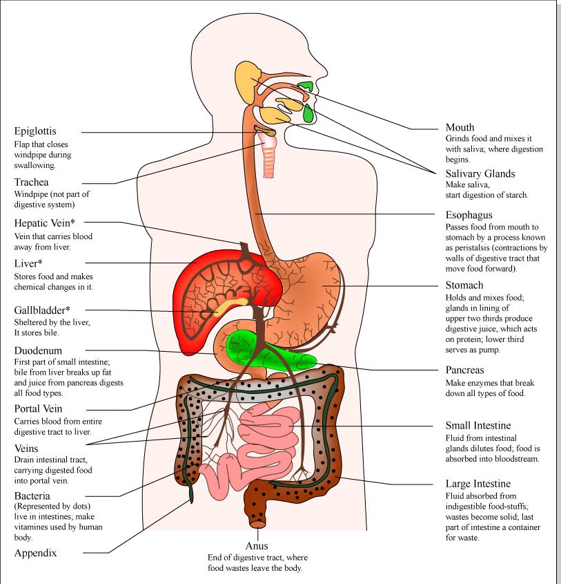 Digestive system — lesson. Science State Board, Class 6.