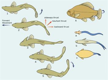 Locomotion in fishes and snakes — lesson. Science CBSE, Class 6.