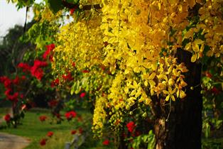 cassia-fistula-773176_1280.jpg