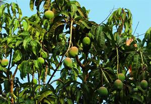 mango-tree-321075_1280.jpg