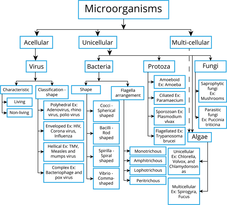 Microorganisms.png