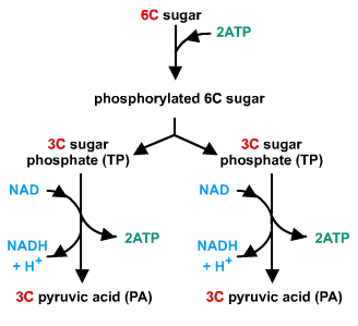 The_process_of_Glycolysis_(source_https---www.s-cool.co.uk-a-level-biology-respiration-revise-it-glycolysis_).gif