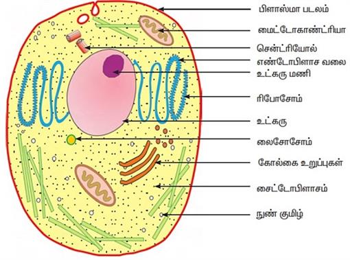 1024px-Cell_structure.jpg
