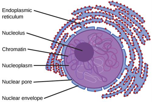 Nucleus and Chromosomes | Definition, Examples, Diagrams