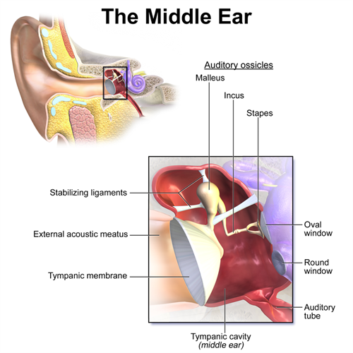 900px-Blausen_0330_EarAnatomy_MiddleEar.png