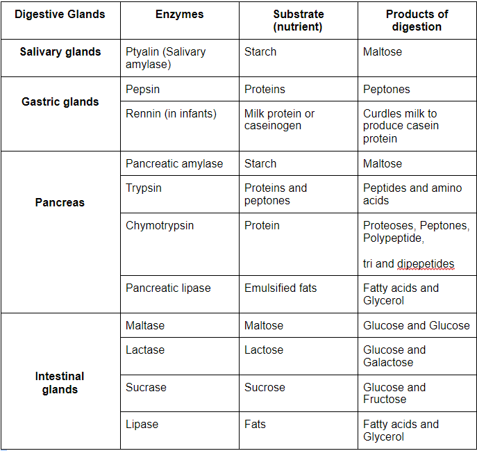 Digestive enzymes and the process of digestion — lesson. Science State