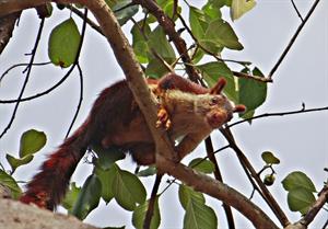 malabar-giant-squirrel-317285_1280.jpg