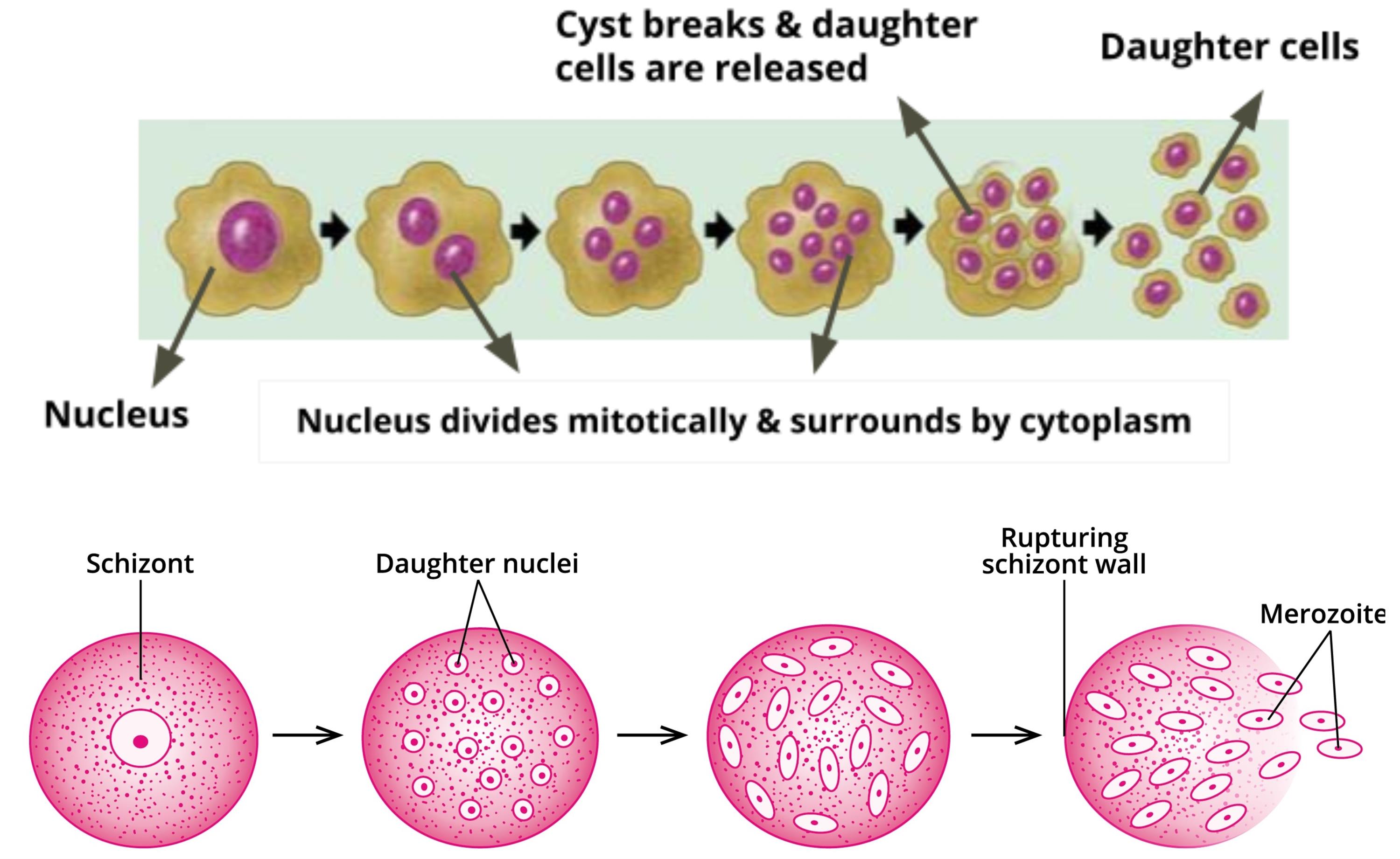 Asexual Reproduction Fission — Lesson Science Cbse Class 10 0820