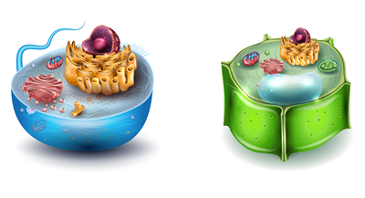 YCIND_220629_3983_animal cell and plant cell.png