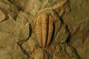 800px-Ellipsocephalus_hoffii_fossil_trilobite_(Jince_Formation,_Middle_Cambrian;_vicinity_of_Jince,_Stredocesky_Region,_Bohemia,_Czech_Republic)_(15076193917).jpg