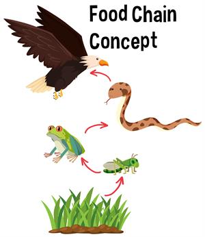 Food chain — lesson. Science State Board, Class 6.