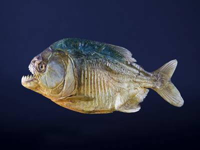 Piranha - South America - Yaclass.jpg