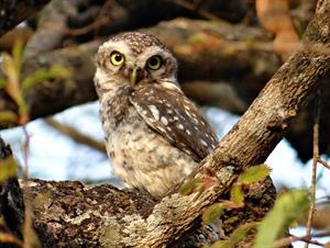spotted-owlet-323976_1920.jpg