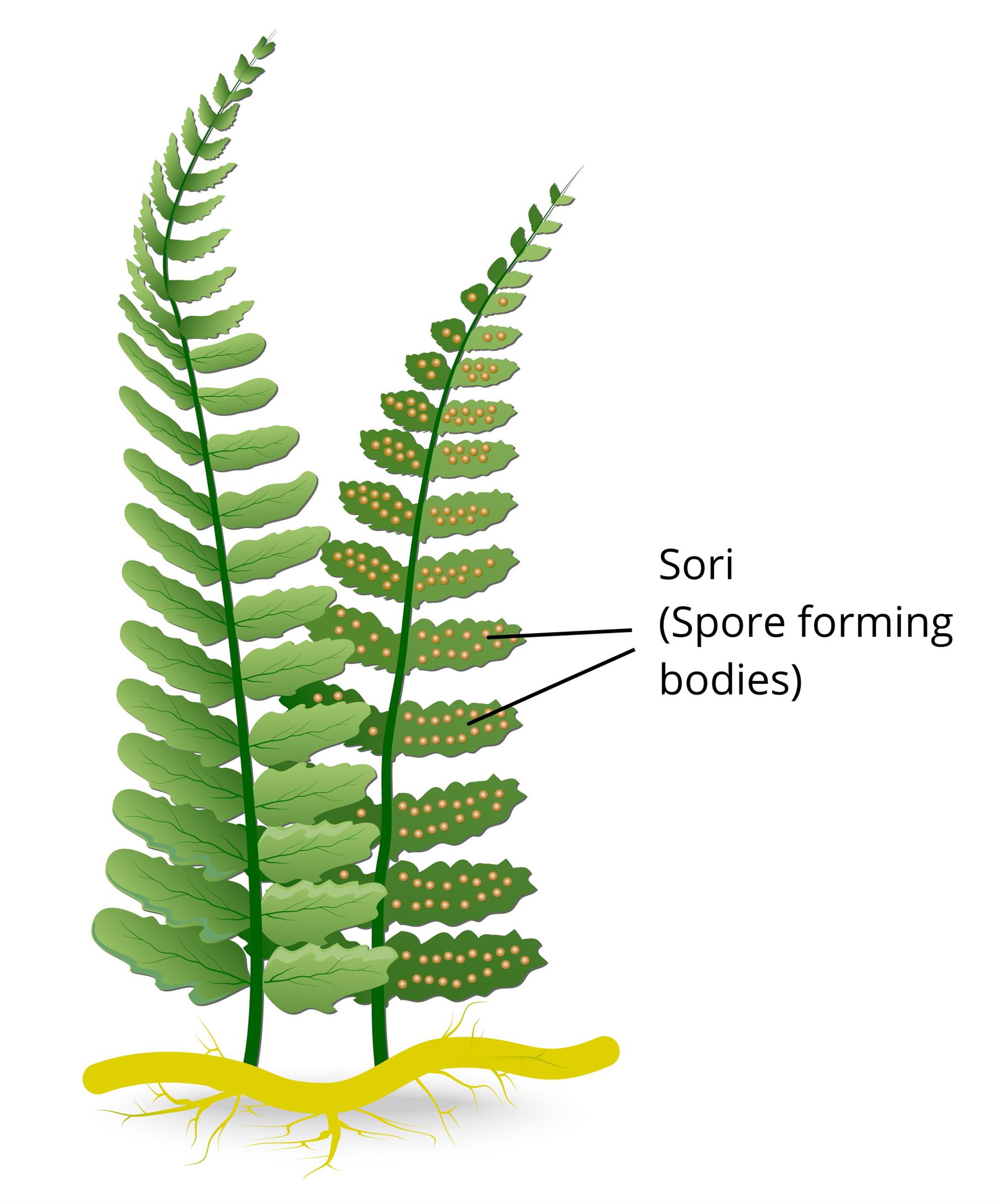 Budding, Fragmentation, and Spore formation — lesson. Science CBSE ...