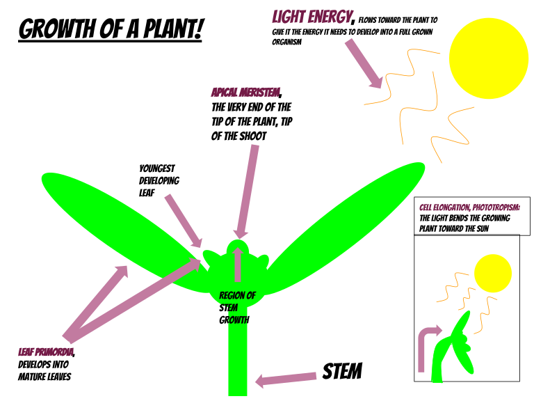 Tropism In Plants — Lesson. Science CBSE, Class 10.