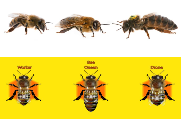 Apiculture — Lesson. Science State Board, Class 9.