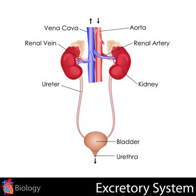 Excretion in animals. Human excretory system — lesson. Science CBSE, Class  7.