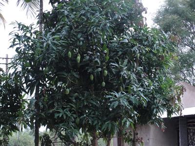 800px-Mango_tree_-_Dadaga.jpg