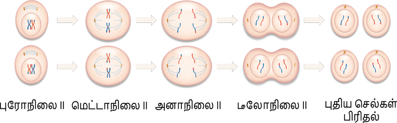 YCIND03062022_3837_Organisation_of_tissues_TM_9th_5.png