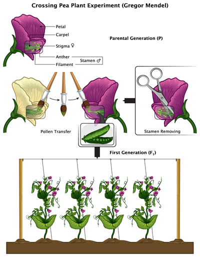 concepts of genetics III lesson. Board, Class 10.