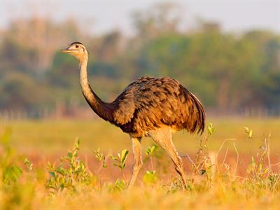 Rhea - The flightless bird - South America - Yaclass.jpg