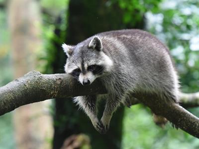 Raccoons -South America - Yaclass.jpg