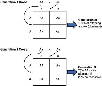 2924_Mendelian_Pea_Plant_Cross.jpg