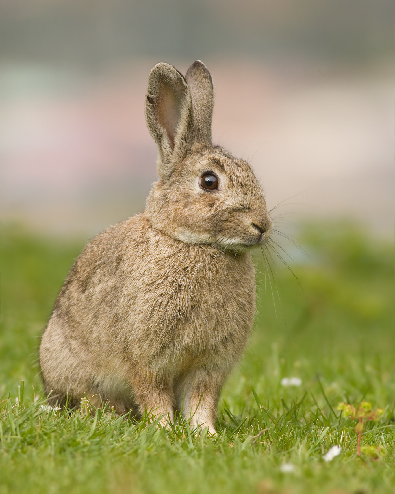 Habit and habitat of rabbit — lesson. Science State Board, Class 10.