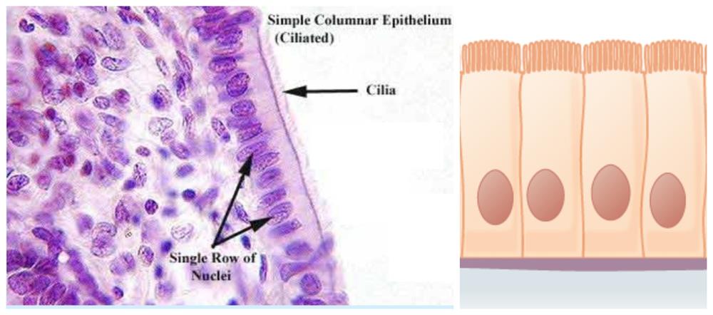 Simple and compound epithelium — lesson. Science State Board, Class 9.