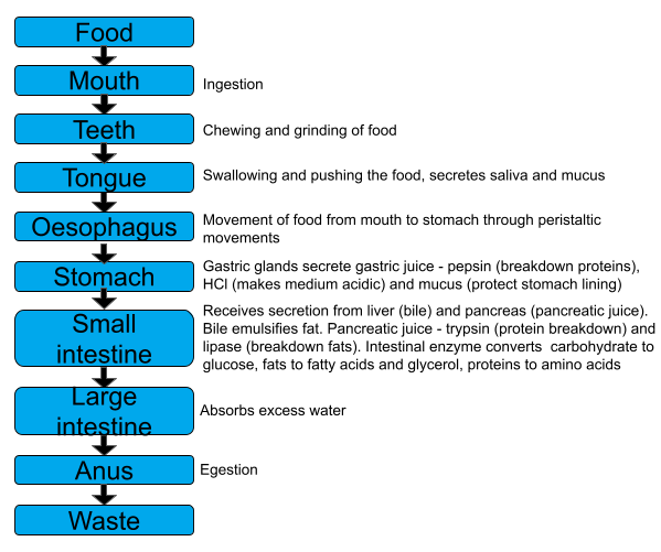 Digestive System Flow Chart