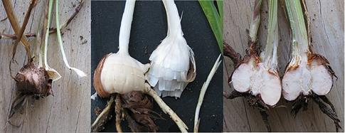 799px-Corms_of_Crocosmia,_entire,_partly_peeled,_and_split.jpg