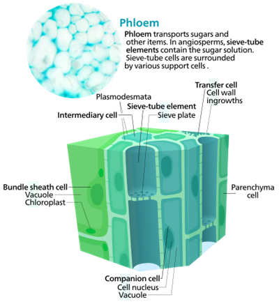 440px-Phloem_cells.svg.png