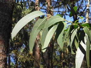 eucalyptus-2711285_1280.jpg